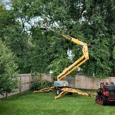 Best Tree Preservation Services  in North Auburn, CA